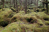 八ヶ岳白駒の池