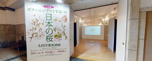 企画展「ボタニカルアートで楽しむ日本の桜　－太田洋愛原画展－」VR