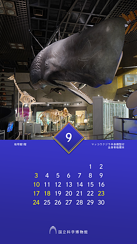 地球館1階「地球の多様な生き物たち」 ：マッコウクジラ半身模型付全身骨格標本