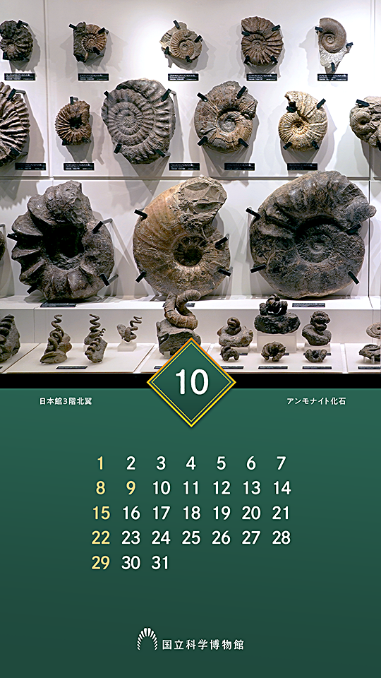 日本館3階北翼「日本列島の生い立ち」：アンモナイト化石
