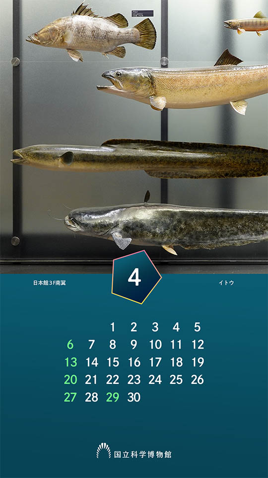 日本館3F南翼：イトウ