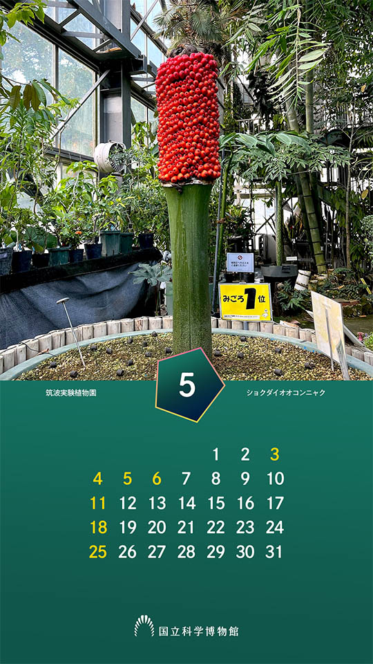 筑波実験植物園：ショクダイオオコンニャク