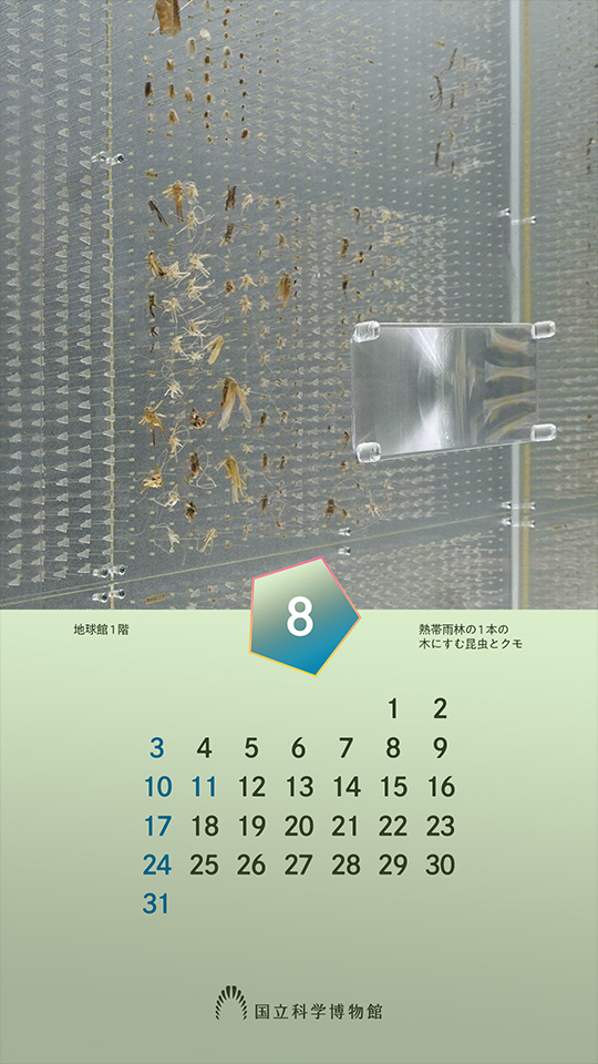 地球館1階：熱帯雨林の1本の木にすむ昆虫とクモ