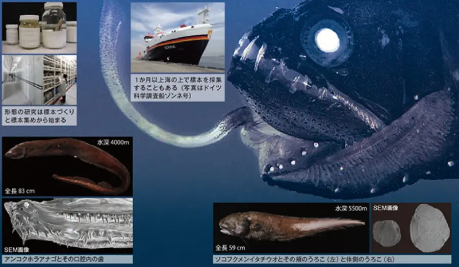 深海魚を深く探る | 国立科学博物館 National Museum of Nature and