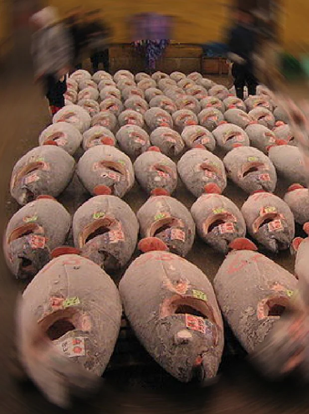 クロマグロ_競りの様子