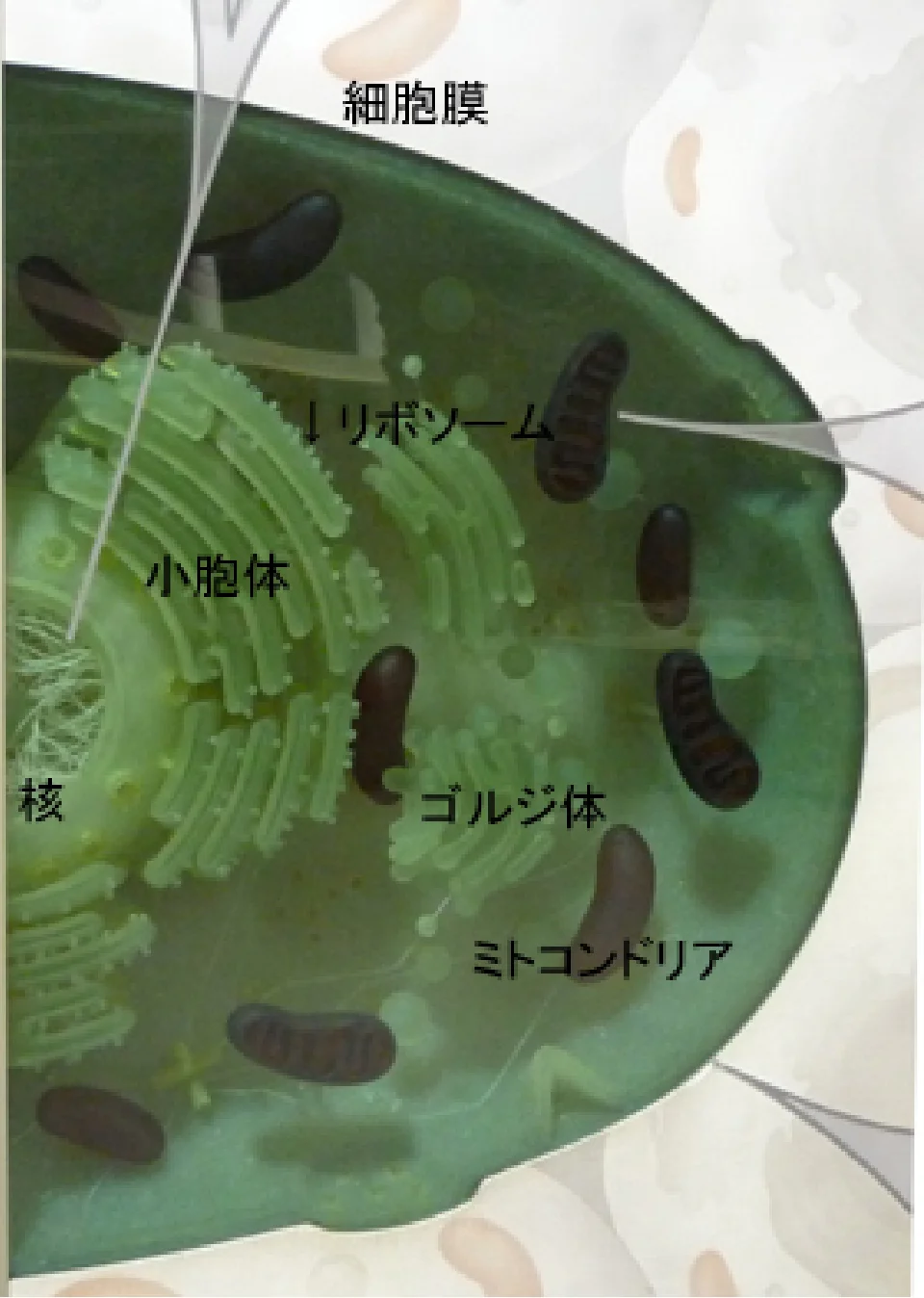 地球館地下1階展示解説より細胞の構造