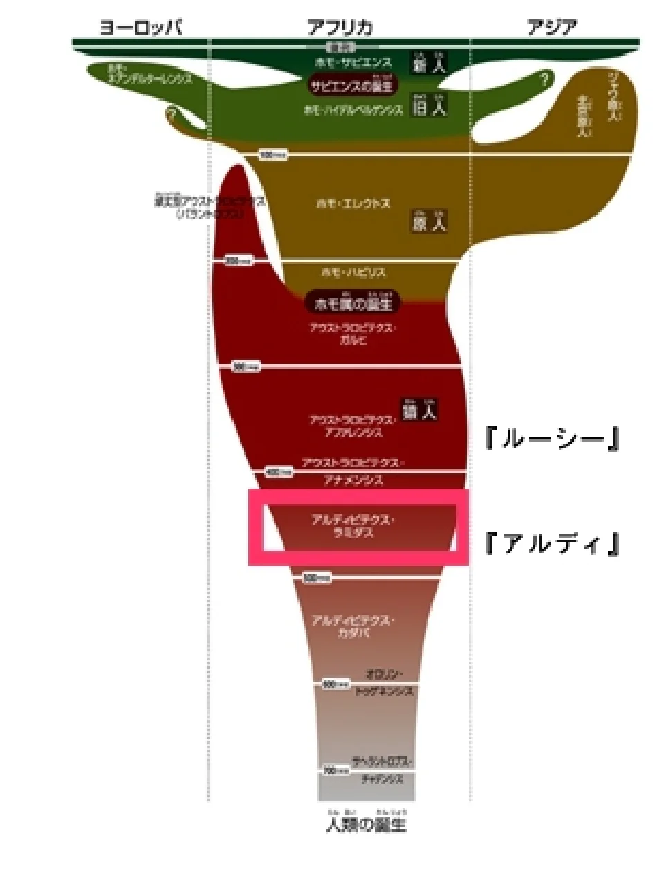 人類進化の系統図