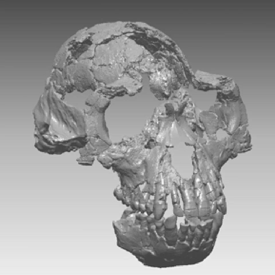 Ardipithecus ramidus頭骨