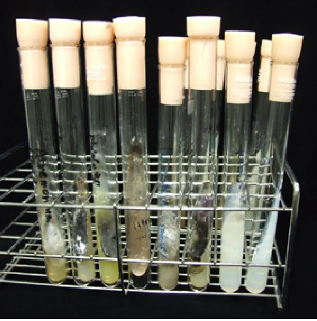 菌類の本体「菌糸」の試験管培養