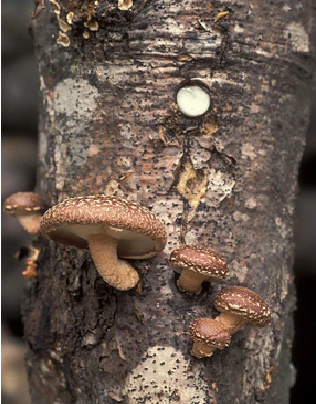 原木栽培_シイタケ