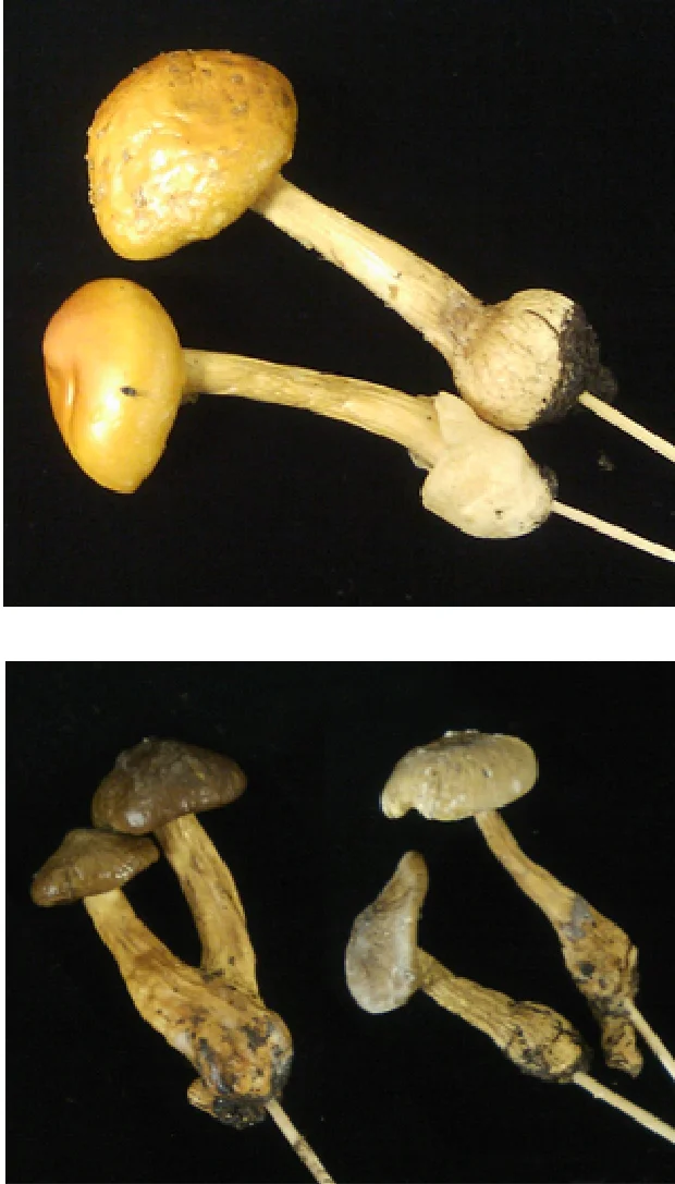 間違えやすい食用キノコと毒キノコ