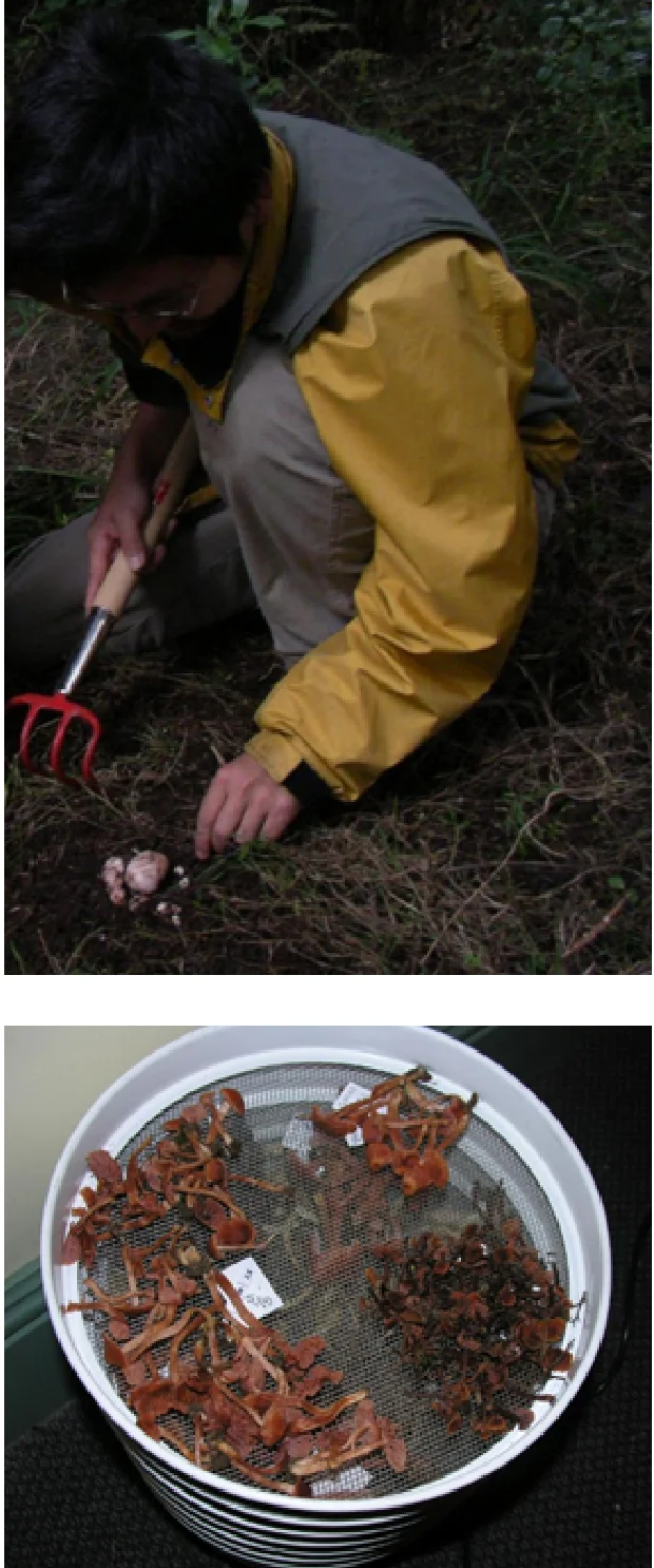 キノコ_掘り出している