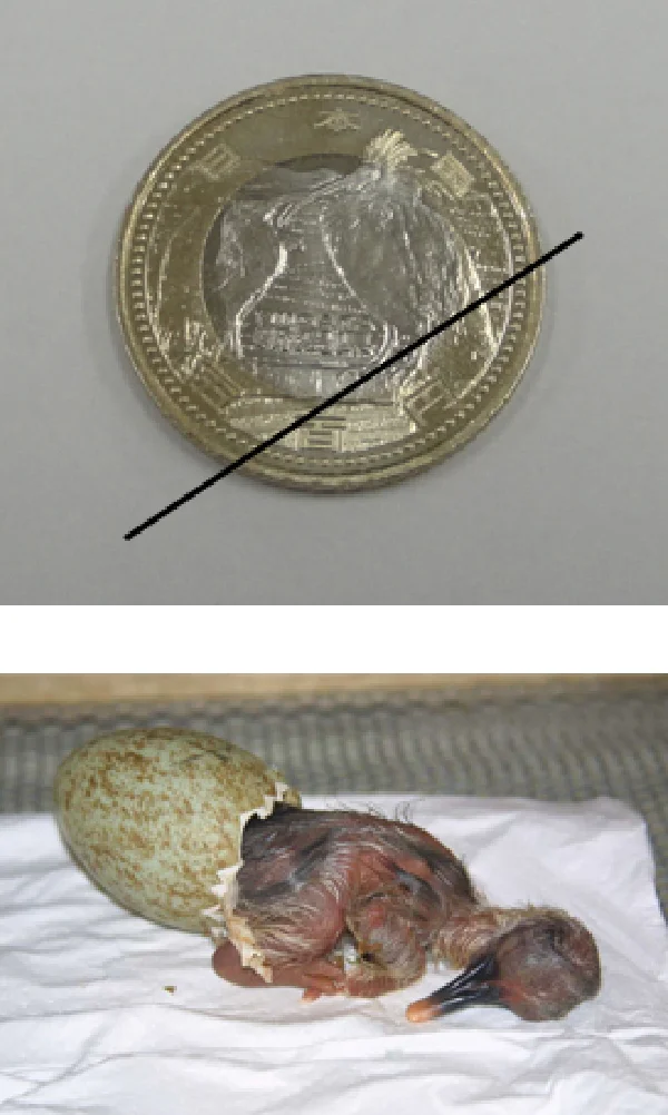 記念硬貨_ふ化直後のトキのひな