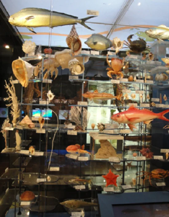 黒潮温帯海域の海