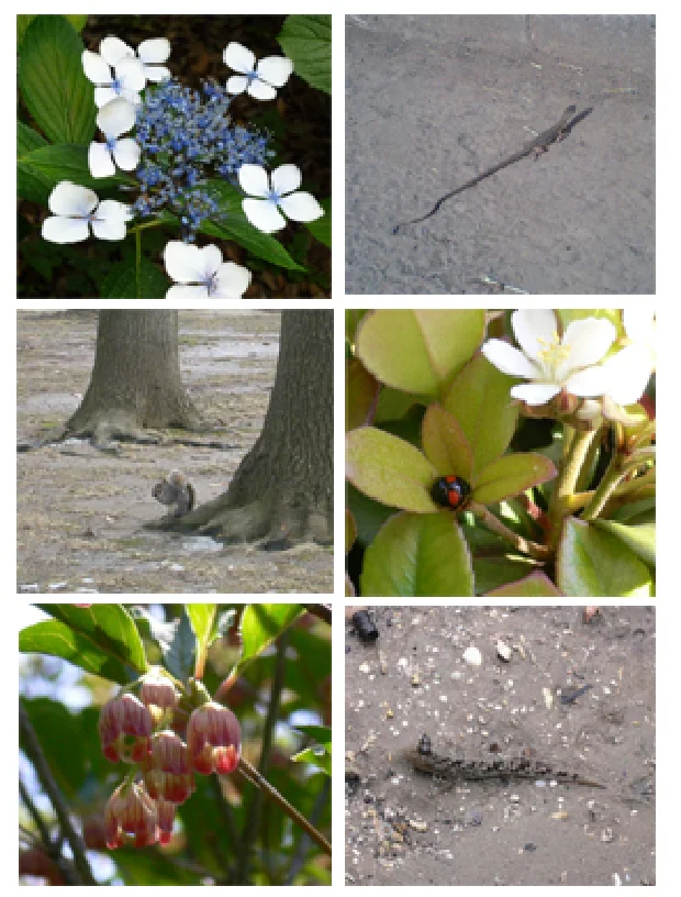 多種多様な動植物