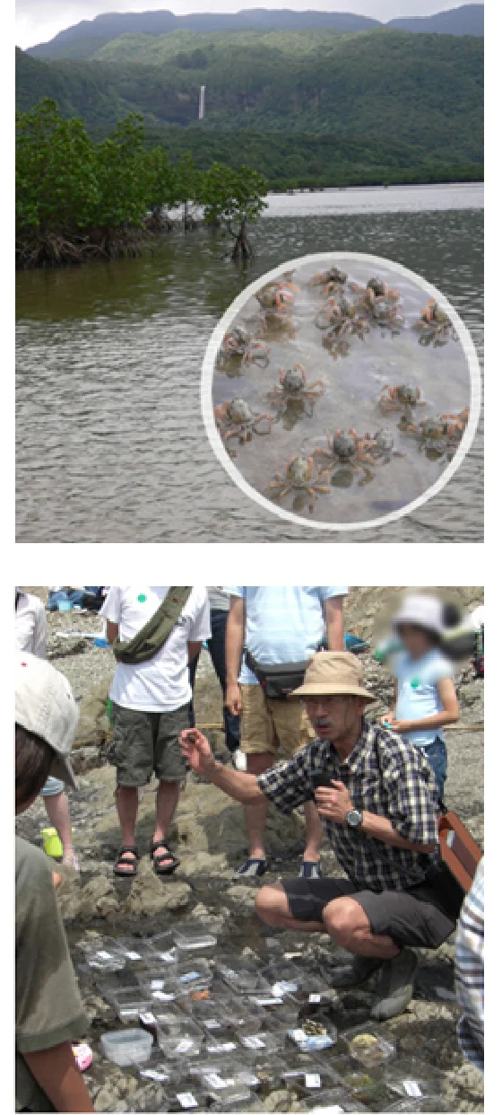 沖縄県西表島の干潟_科博自然観察会