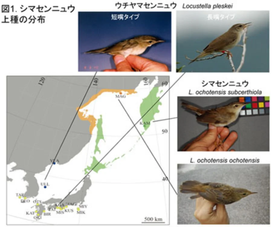 シマセンニュウの分布