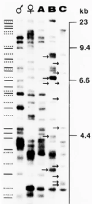 モズの浮気の研究