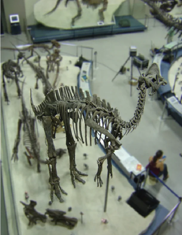 地球館地下1階に展示中のヒパクロサウルス