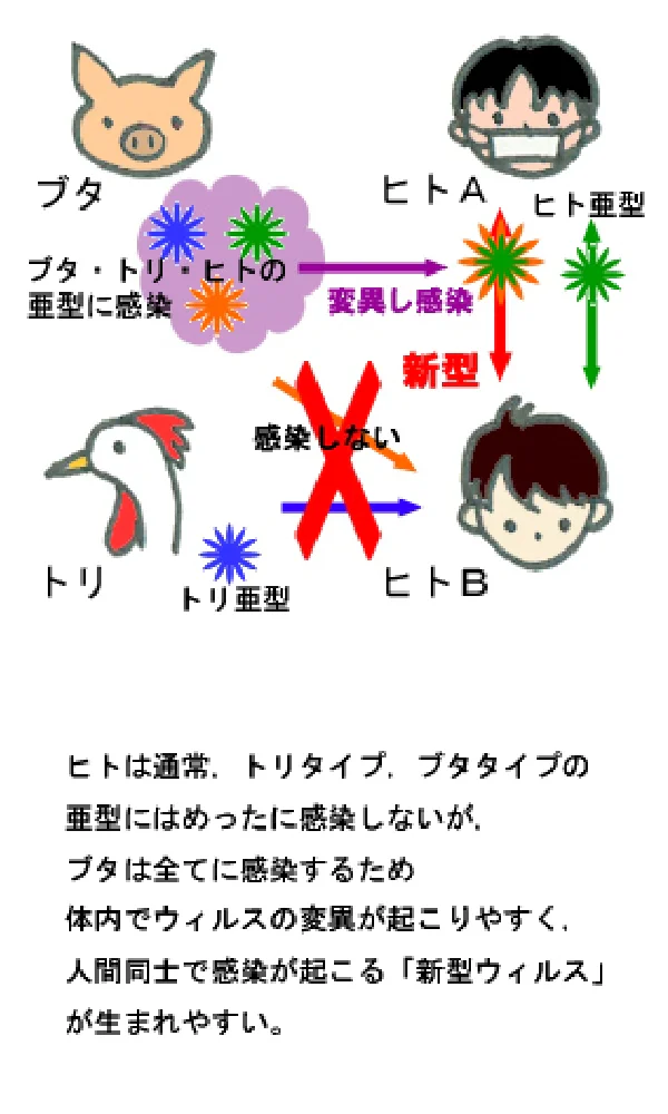 インフルエンザ感染経路