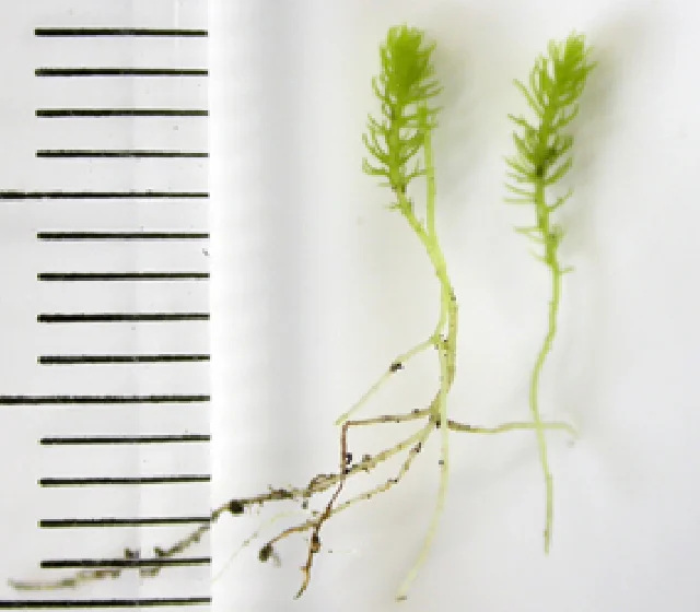 ナンジャモンジャゴケ