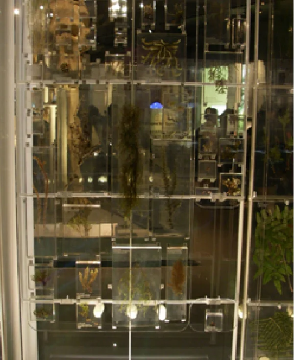 コケ類展示の様子