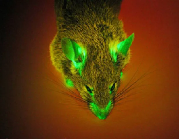 GFP遺伝子の導入により緑色に発光するマウス