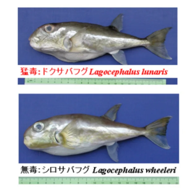 ドクサバフグ（上）とシロサバフグ