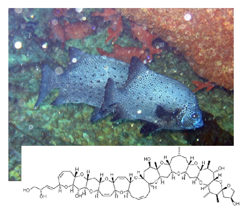 東海地方でシガテラの発生例のあるイシガキダイとシガトキシン