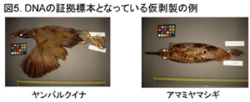 DNAの証拠標本となっている仮剥製の例