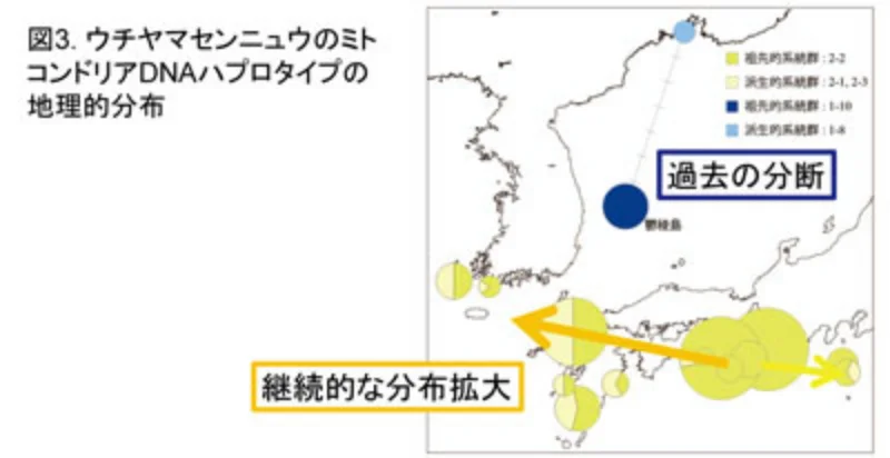 ウチヤマセンニュウのミトコンドリアDNAハプロタイプの地理的分布