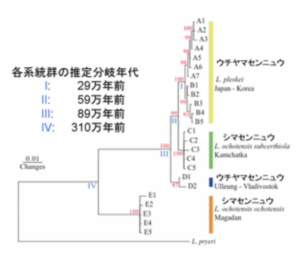 シマセンニュウ上種のミトコンドリアDNA分子系統樹-1