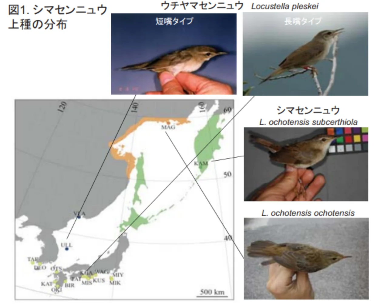 シマセンニュウ上種の分布
