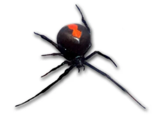 セアカゴケグモ