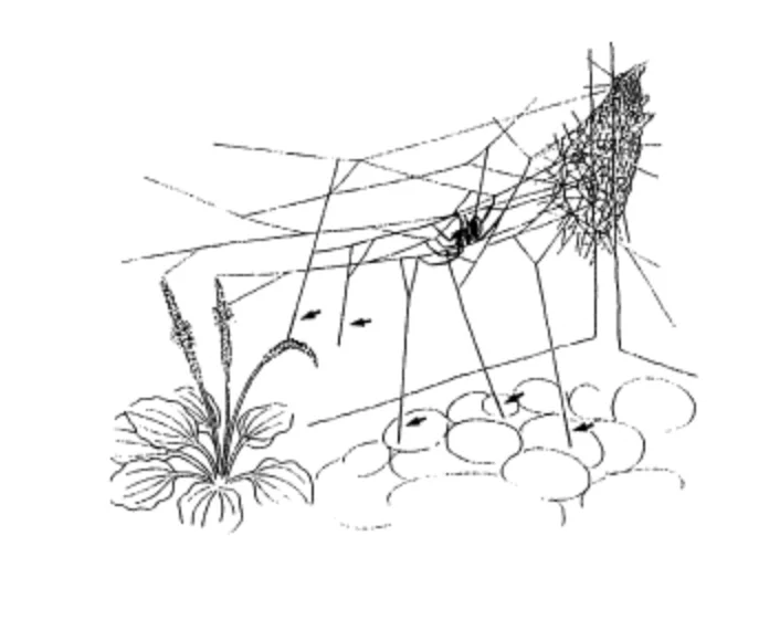 セアカゴケグモとその網