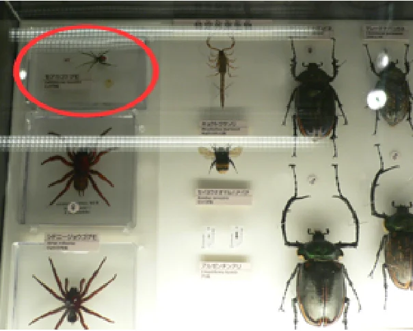 「持ち込まれた生き物たち」コーナーに展示中のセアカゴケグモ