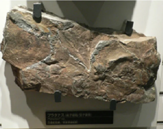 日本の植物化石