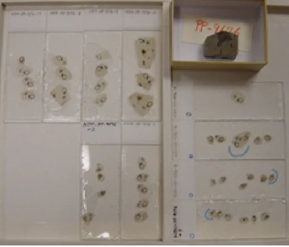 剥ぎ取り切片のプレパラート