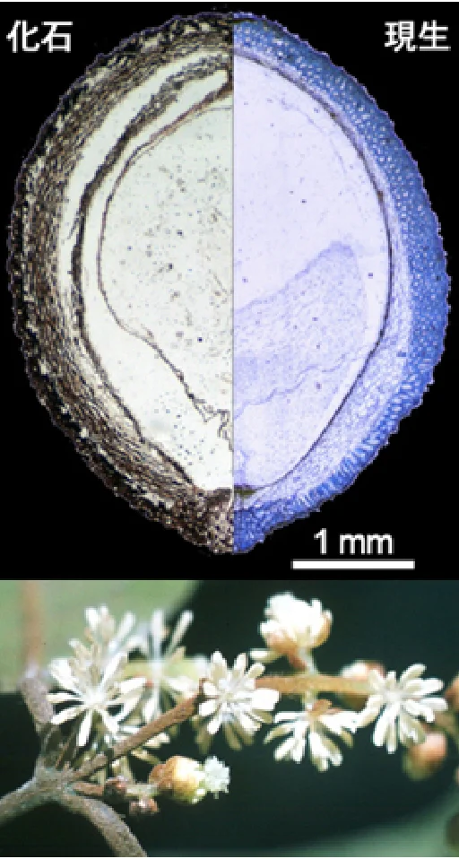 種子化石と現生トリメニア種子の顕微鏡写真