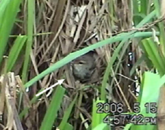 巣から顔を覗かせるダイトウウグイスのメス