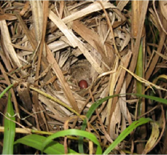 ダイトウウグイスの卵