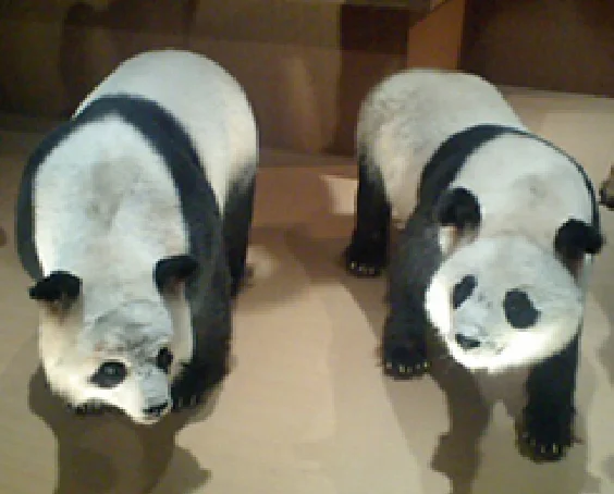 地球館3階に展示中のフェイフェイ（左）とトントン