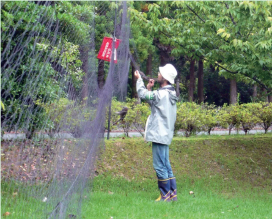 カスミ網での捕獲