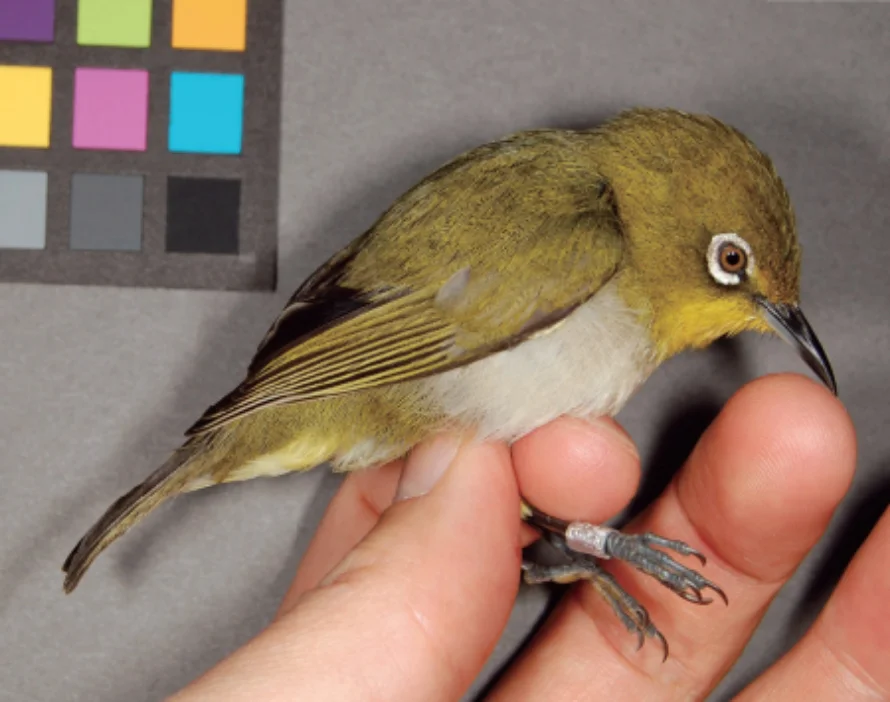 リュウキュウメジロ