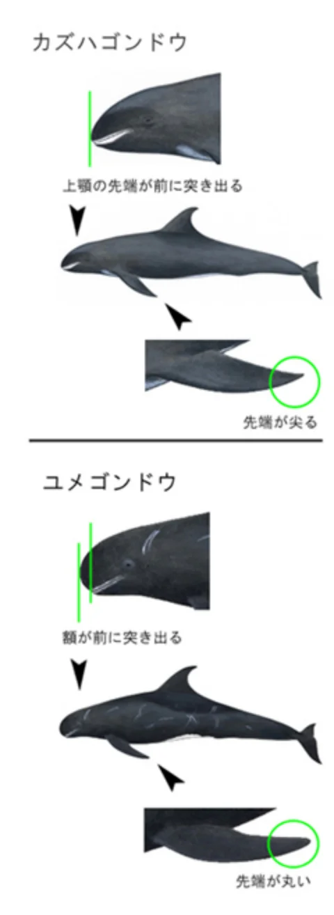 カズハゴンドウ_ユメゴンドウ_違い