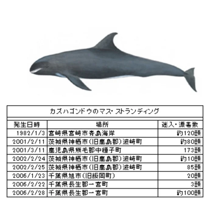 カズハゴンドウ