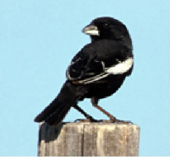 カタジロクロシトド