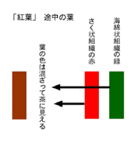 「紅葉」・「黄葉」のしくみ