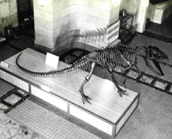 旧本館中央ホールに展示されていた当時のアロサウルス