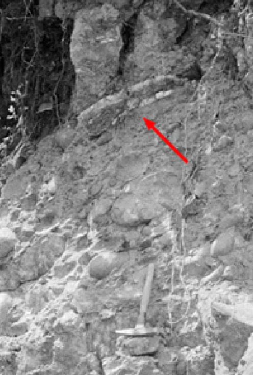 モシリュウ発見時の露頭。矢印前方が化石。